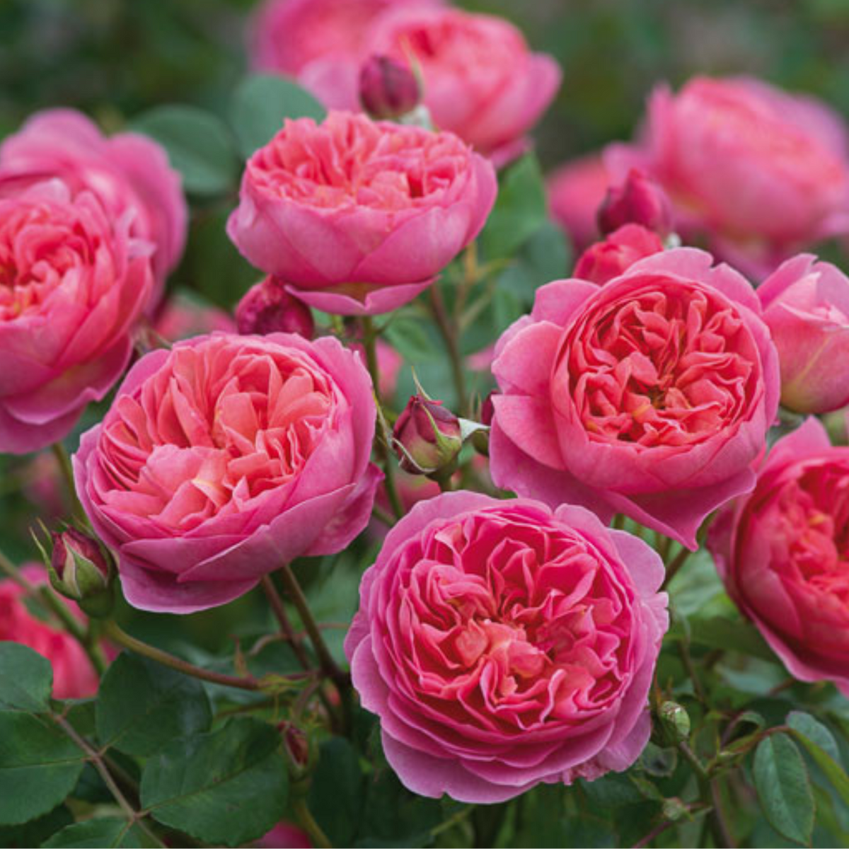 David Austin Roses vs. Traditional Garden Roses Key Differences JM