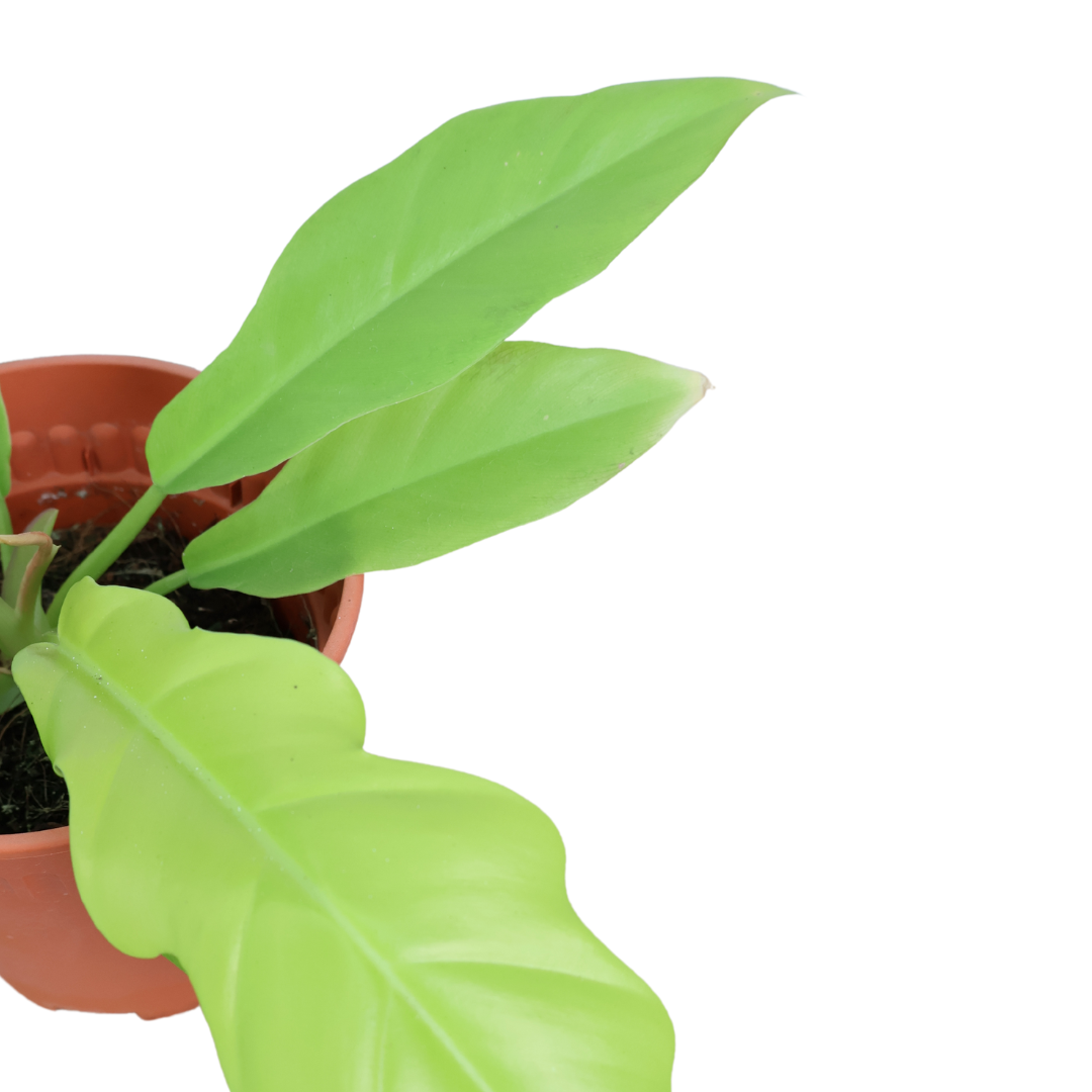 Philodendron Moonlight