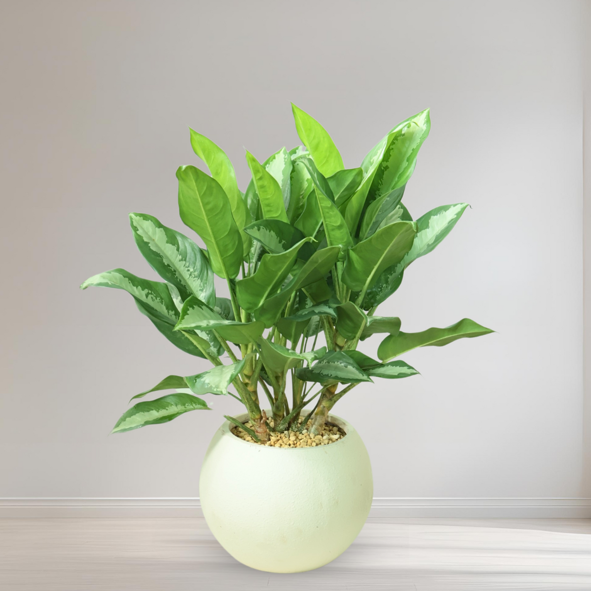 Aglaonema in Ceramic Pot