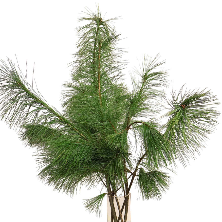 Pinus Pine 1.2M (China)