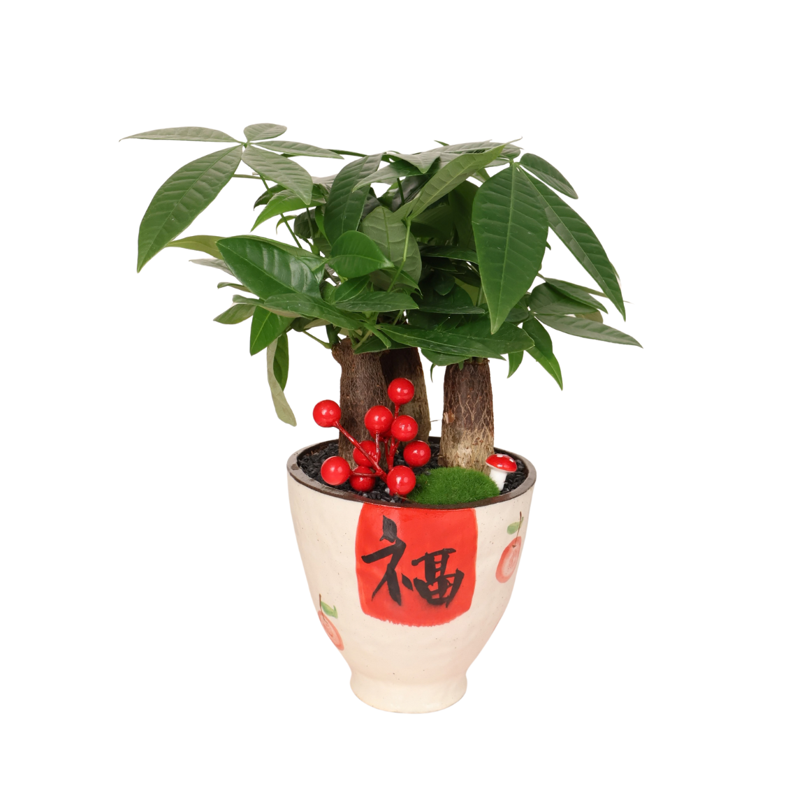 Pachira Plant in Festive Pot (Money Tree 发财树)