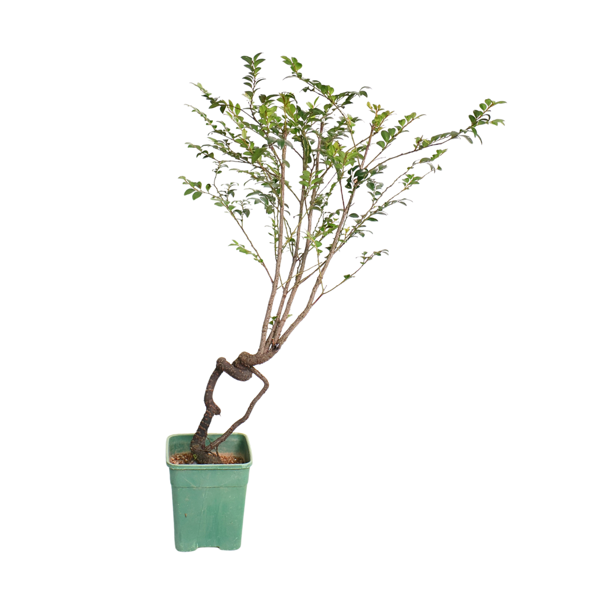 Pterocarpus Bonsai