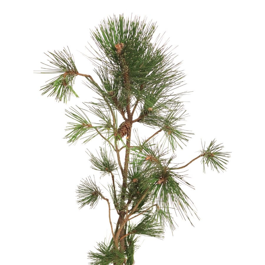 Pinus Pine (Taiwan)