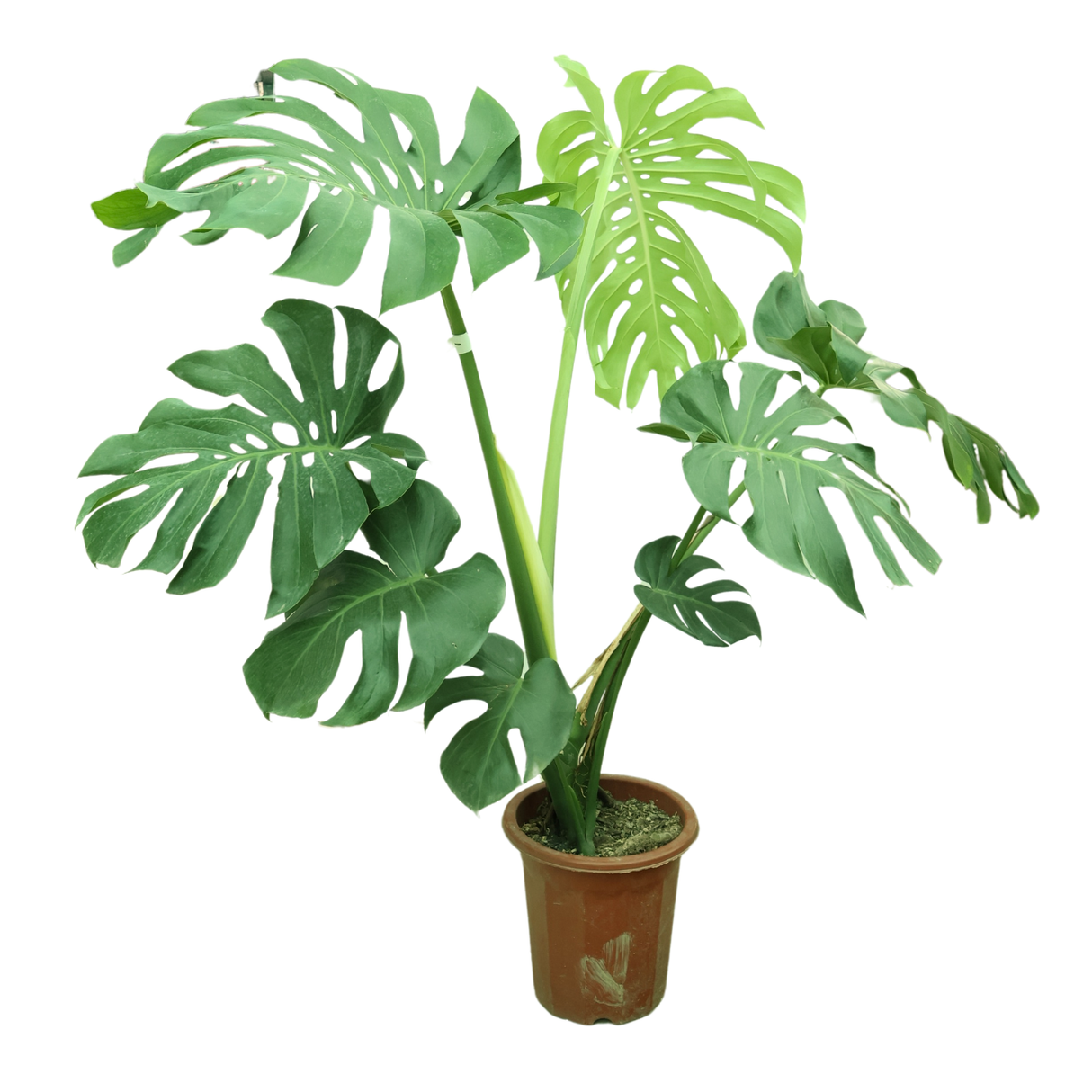 Monstera Deliciosa
