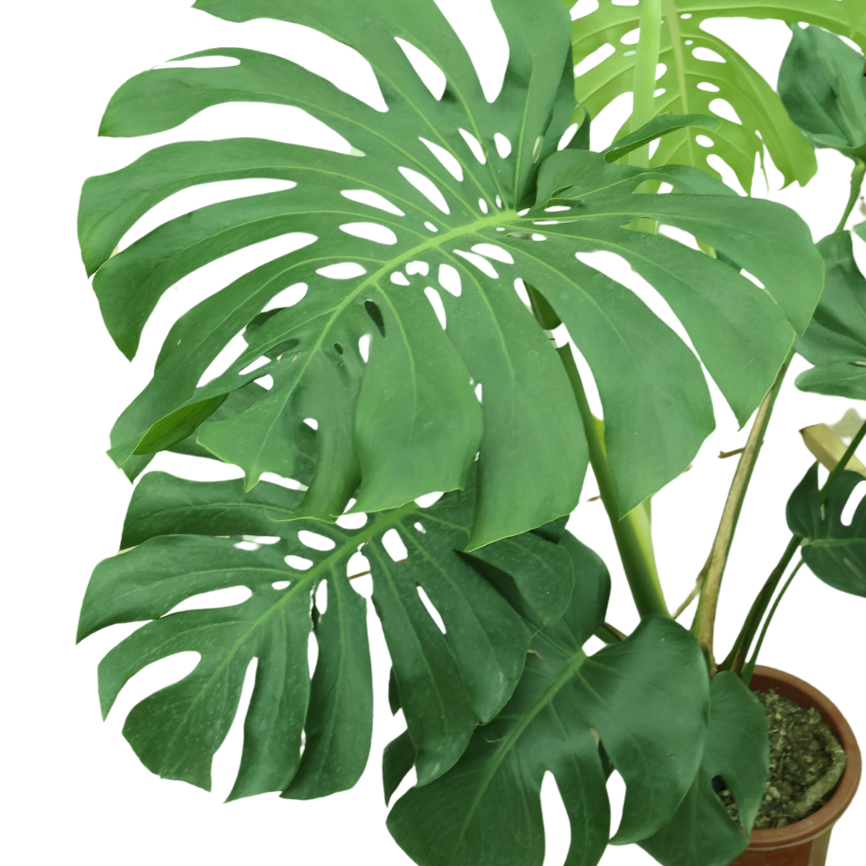 Monstera Deliciosa