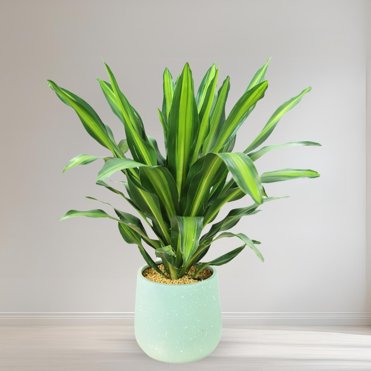 Dracaena Fragrans in Ceramic Pot