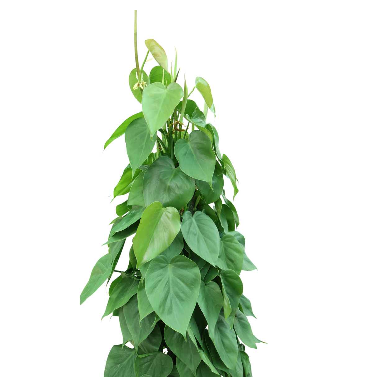 Philodendron
