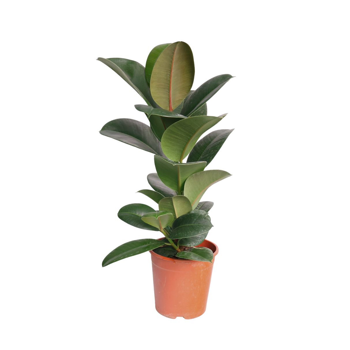 Ficus Robusta 印度榕 (Rubber Plant)