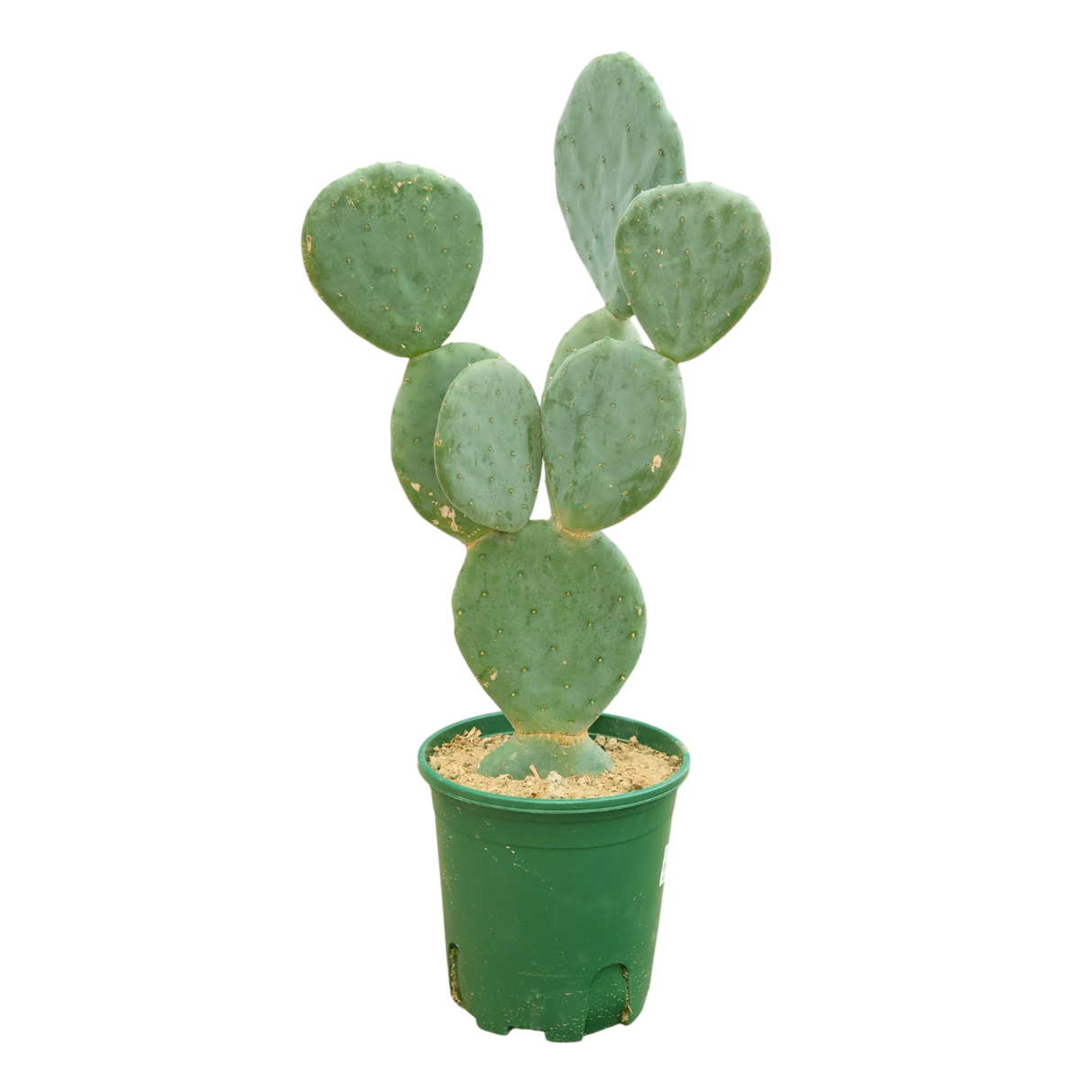 Prickly Pear Cactus