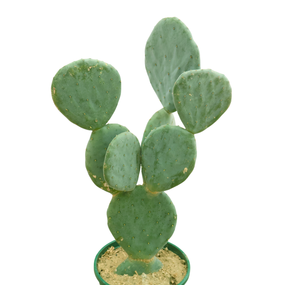 Prickly Pear Cactus