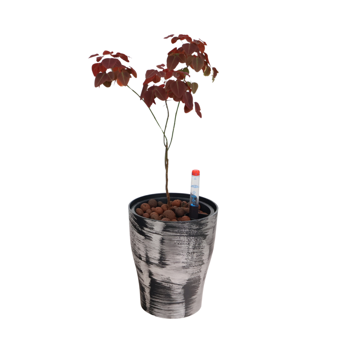 Geraniums in cylinder flowerpot.