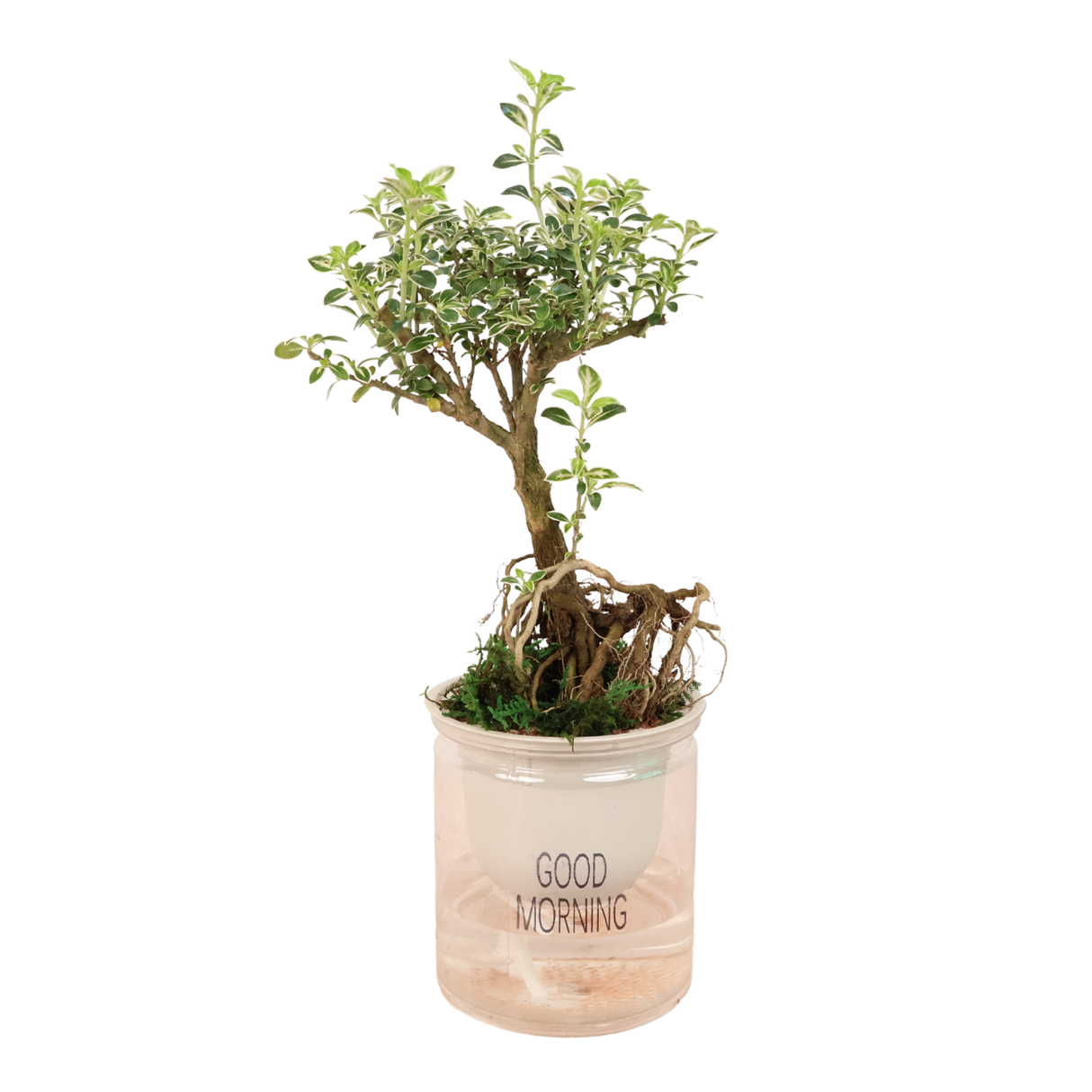 Bonsai tree in flowerpot.