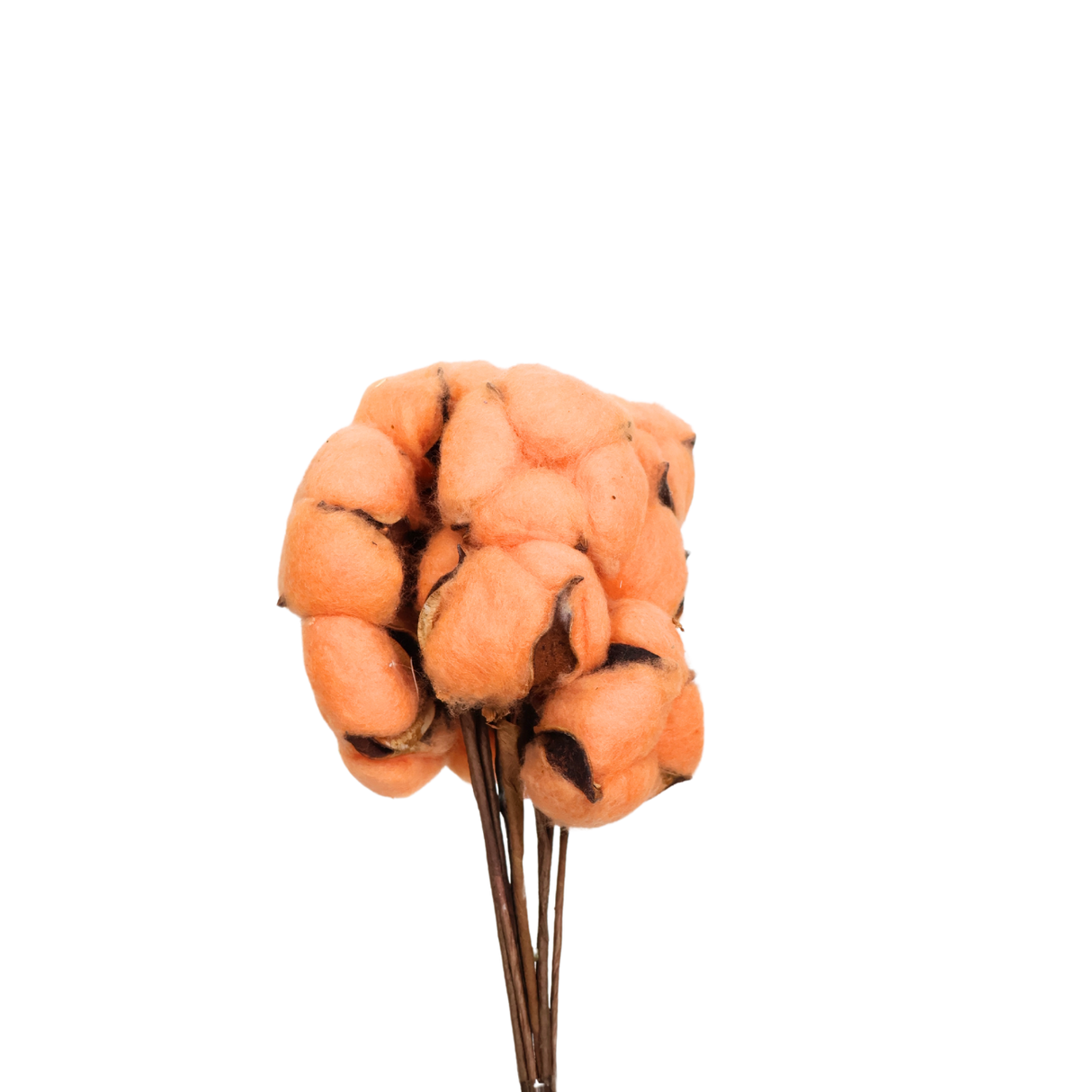 Preserved Cotton Flower