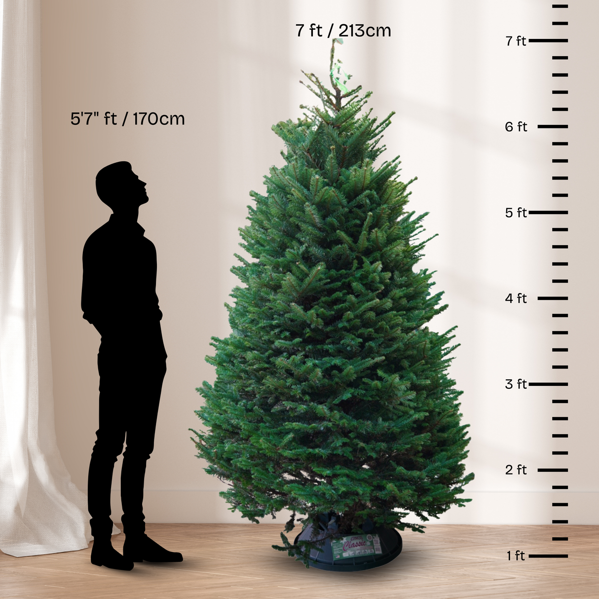 Noble Fir Christmas Tree 7-8FT (USA No.1 Grade)