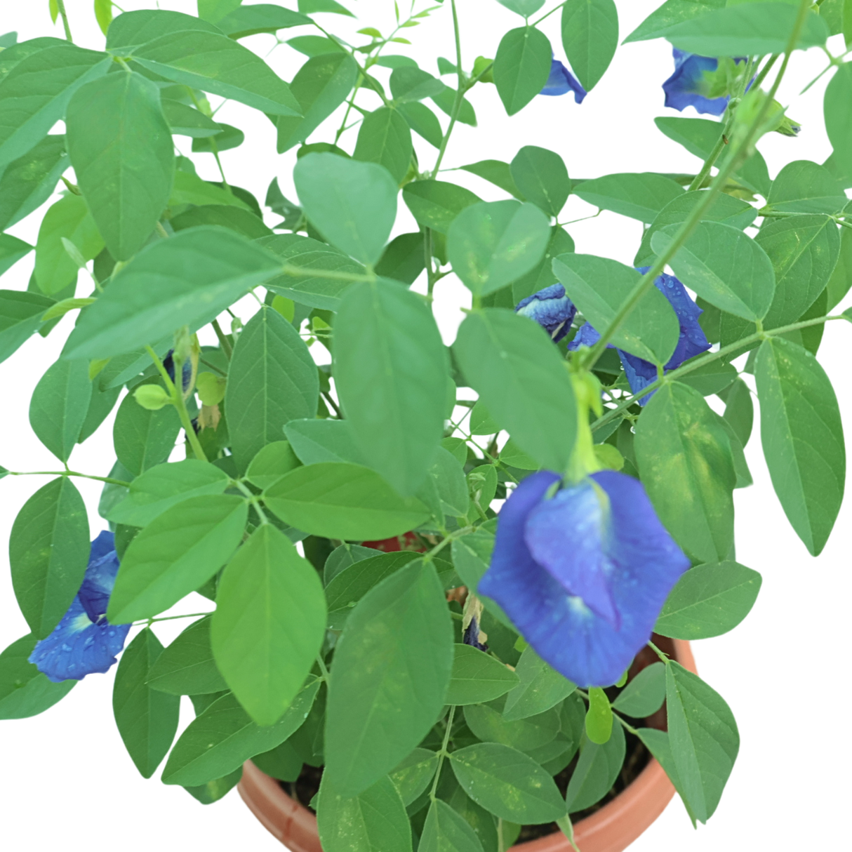 Clitoria Ternatea (Blue Pea)