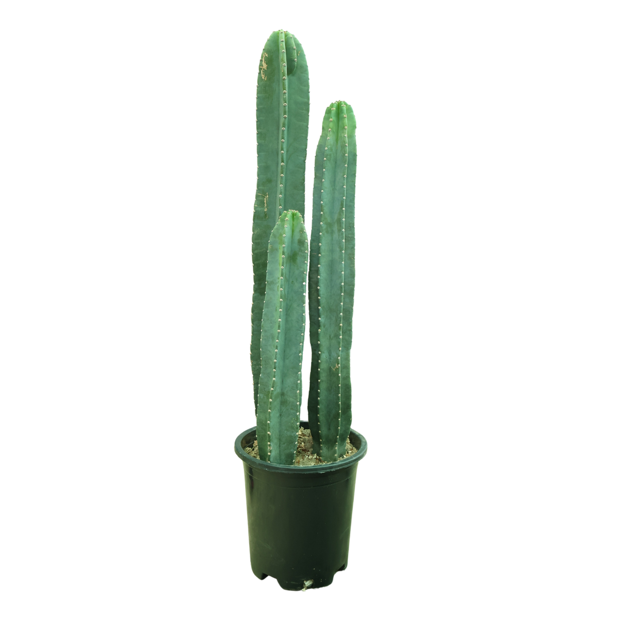 Cereus Peruvianus (Cactus)