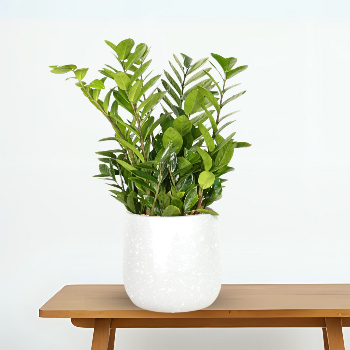 Zamioculcas Zamiifolia (ZZ Plant 金钱树) Money Plant in Ceramic Pot