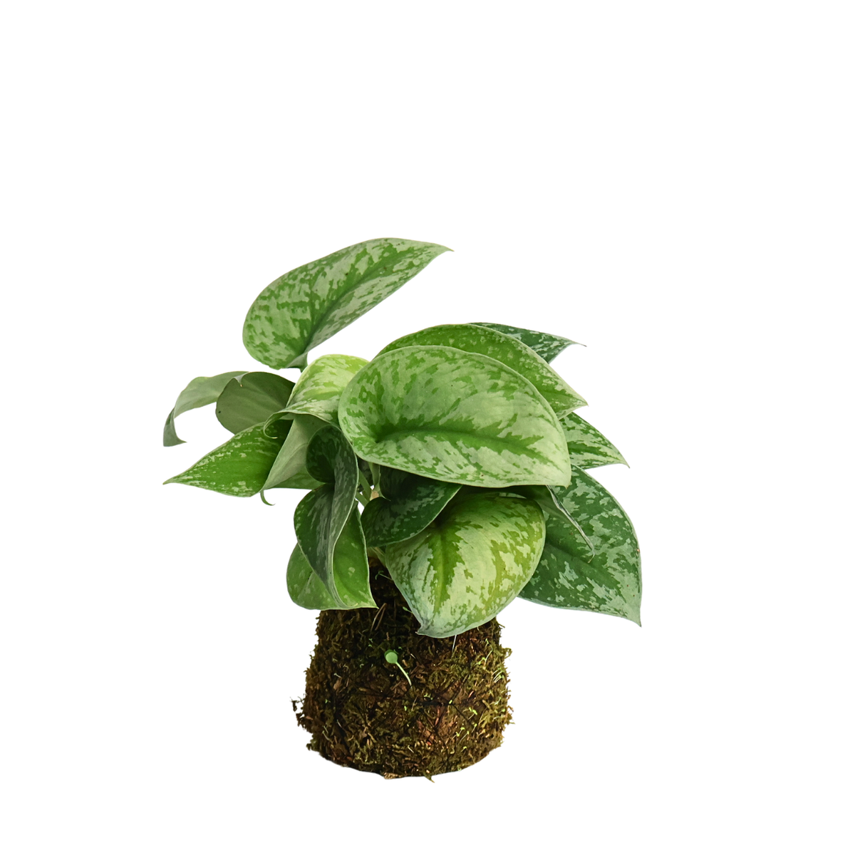 Scindapsus Kokedama 星点藤 (Satin Pothos)