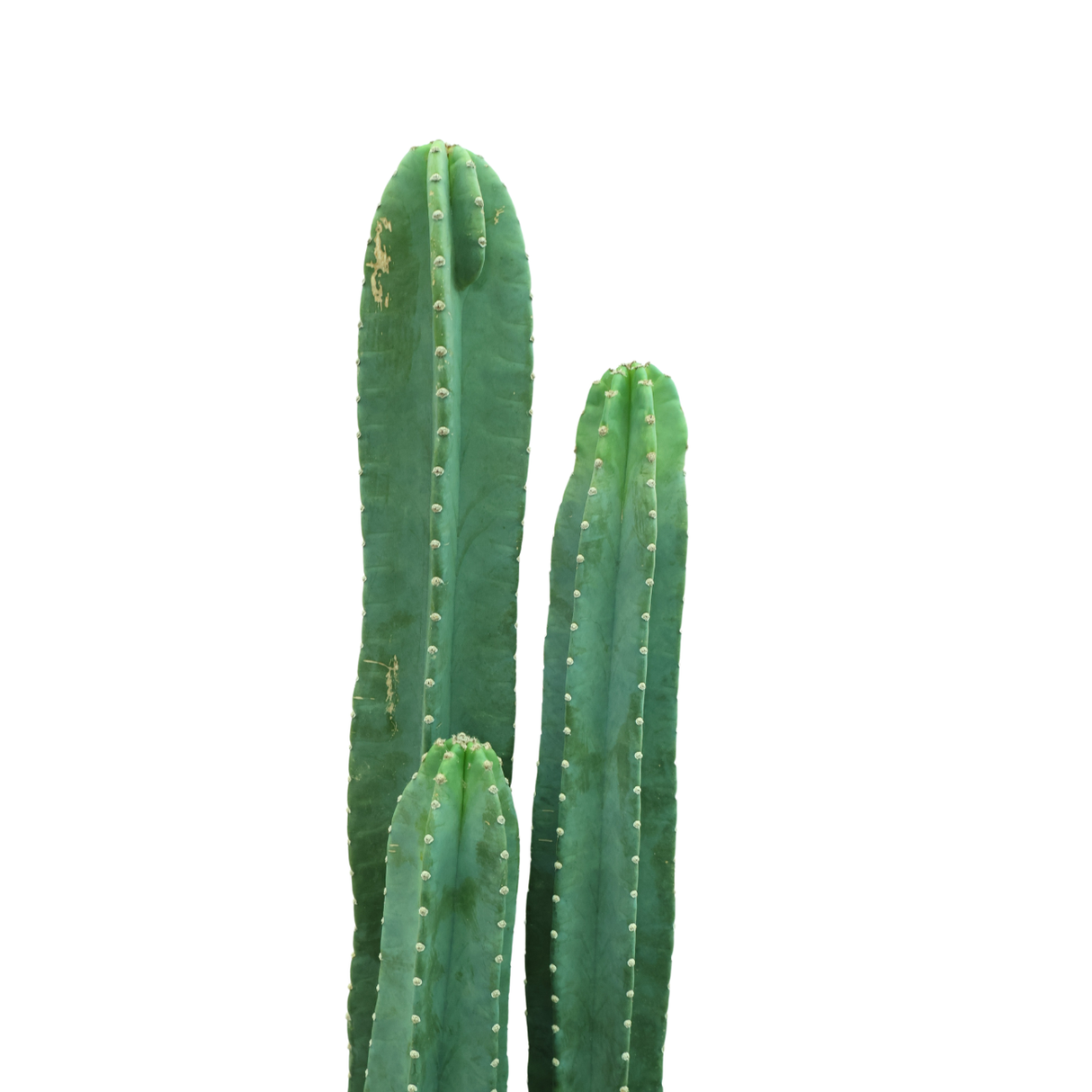 Cereus Peruvianus (Cactus)