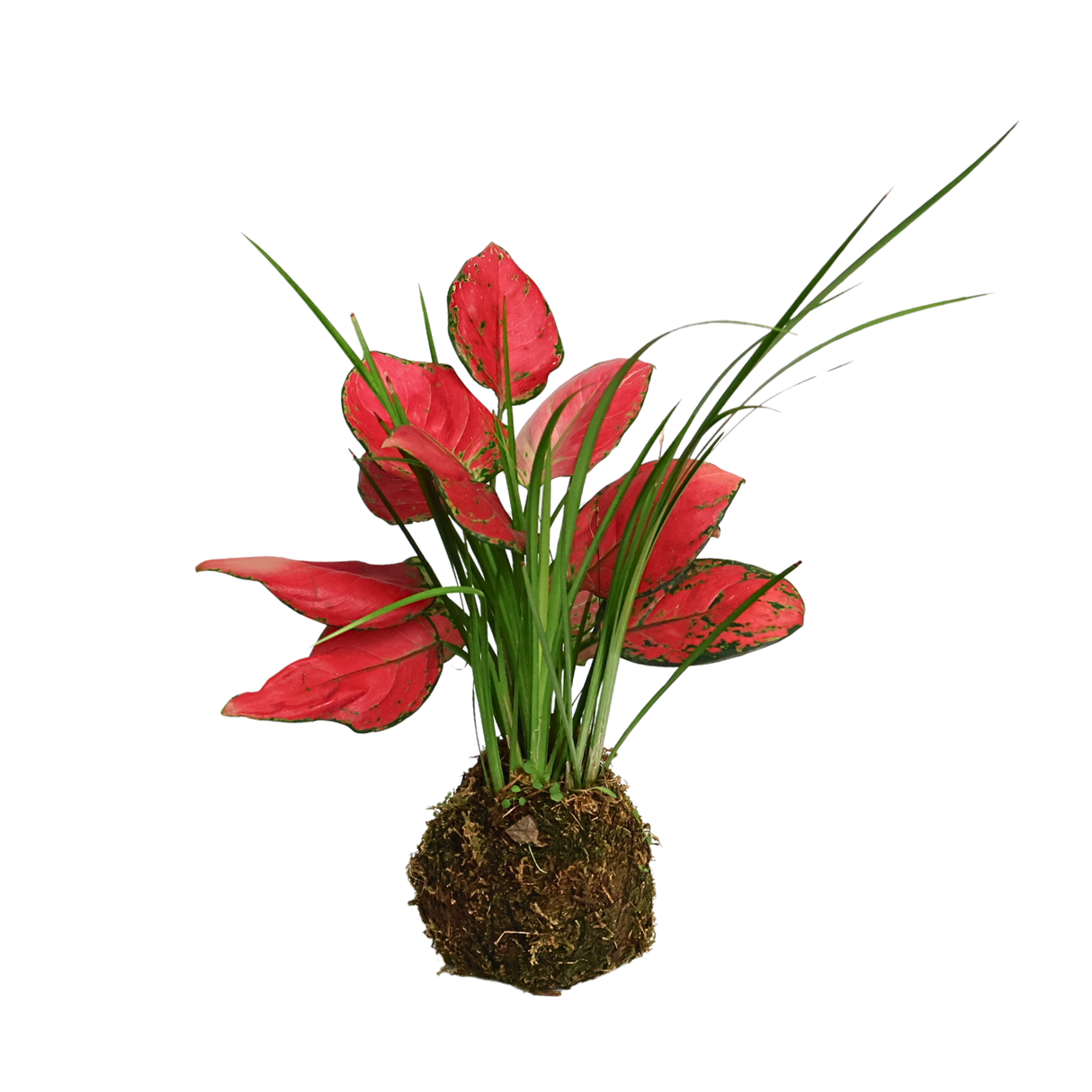 Aglaonema Kokedama (Chinese evergreen)