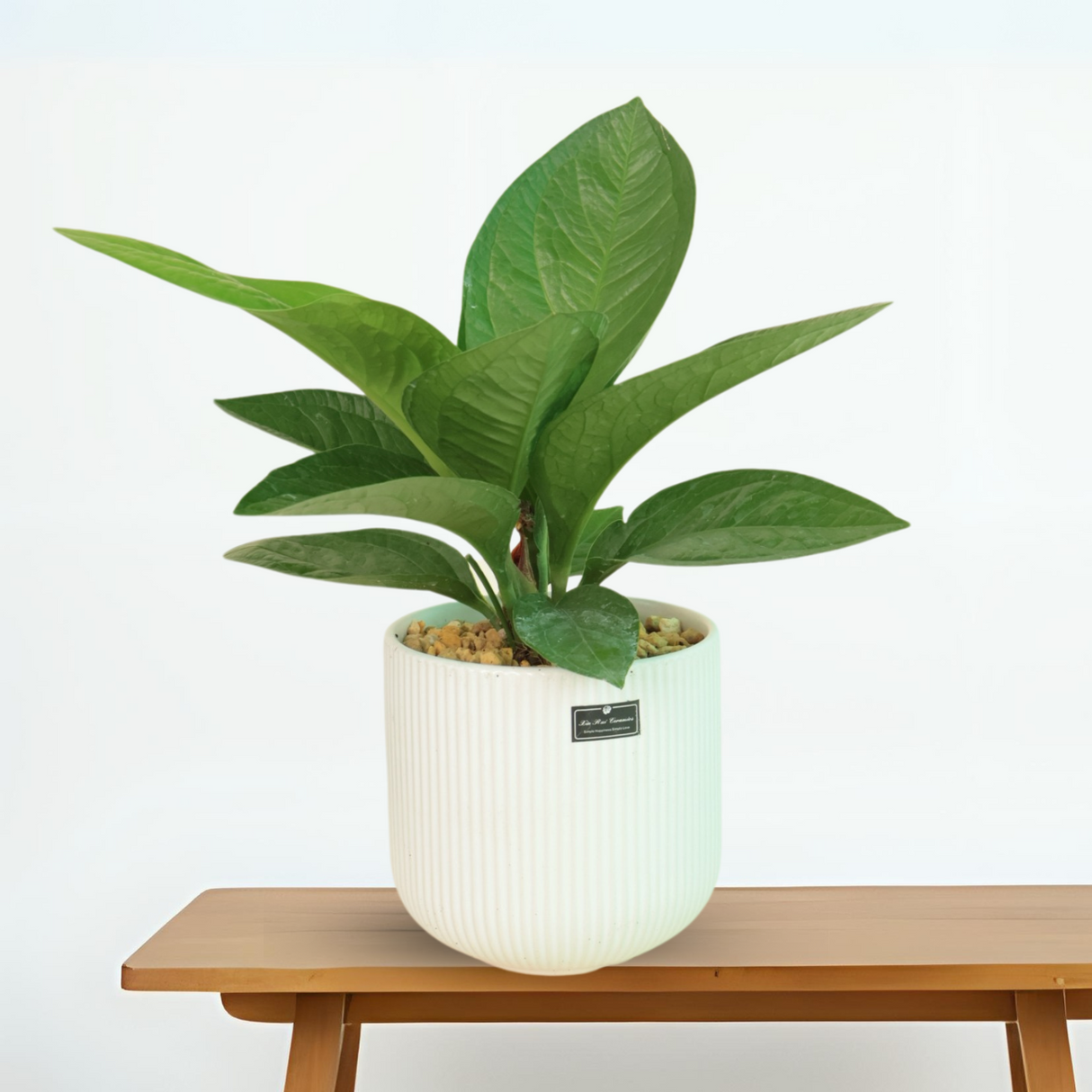 Bird’s Nest Anthurium in Ceramic Pot