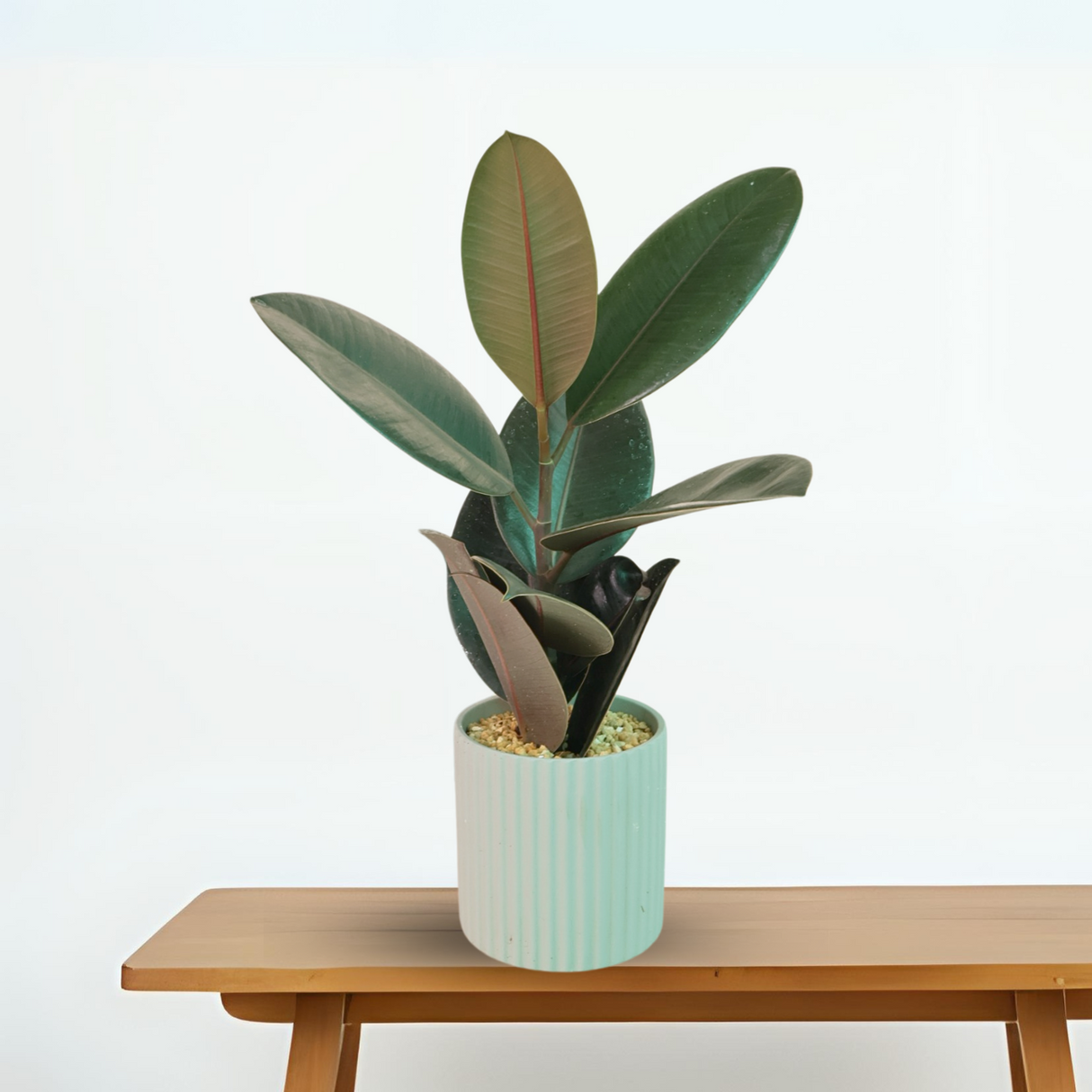 Ficus Elastica in Ceramic Pot