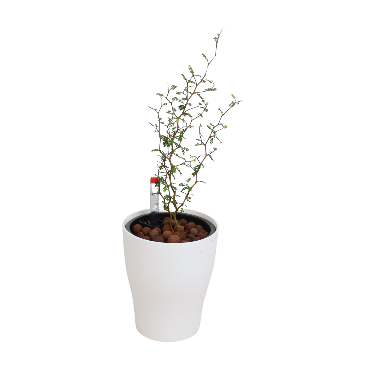 Sophora Prostrata (Little Baby) in Self-Watering Pot