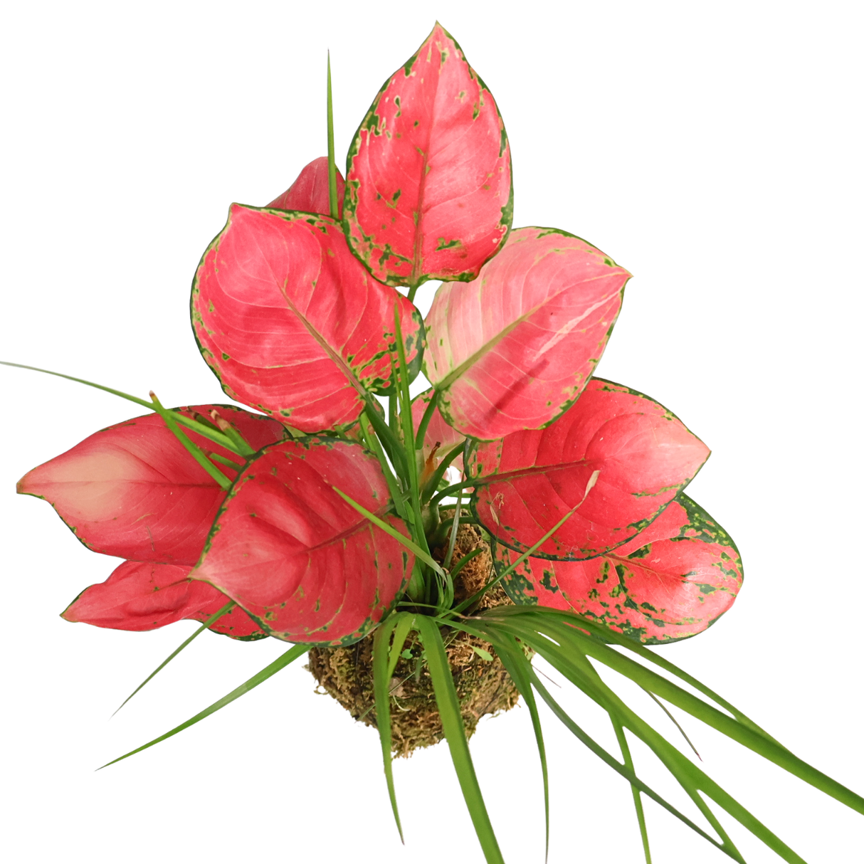 Aglaonema Kokedama (Chinese evergreen)