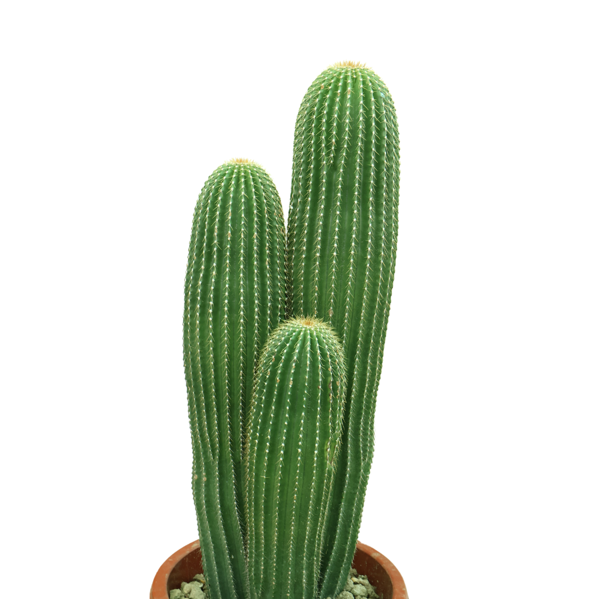 Echinopsis Pachanoi (Cactus)