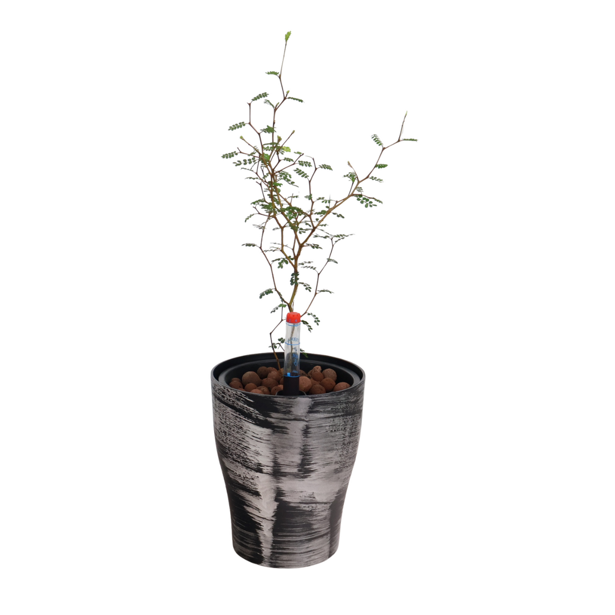 Sophora Prostrata (Little Baby) in Self-Watering Pot