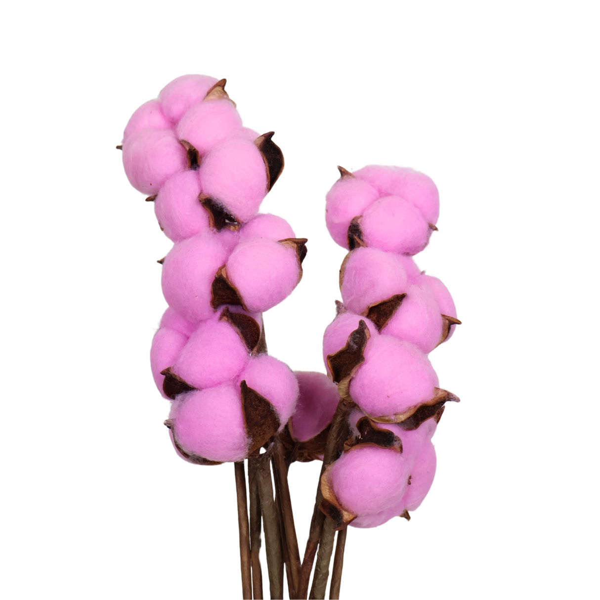 Preserved Cotton Flower