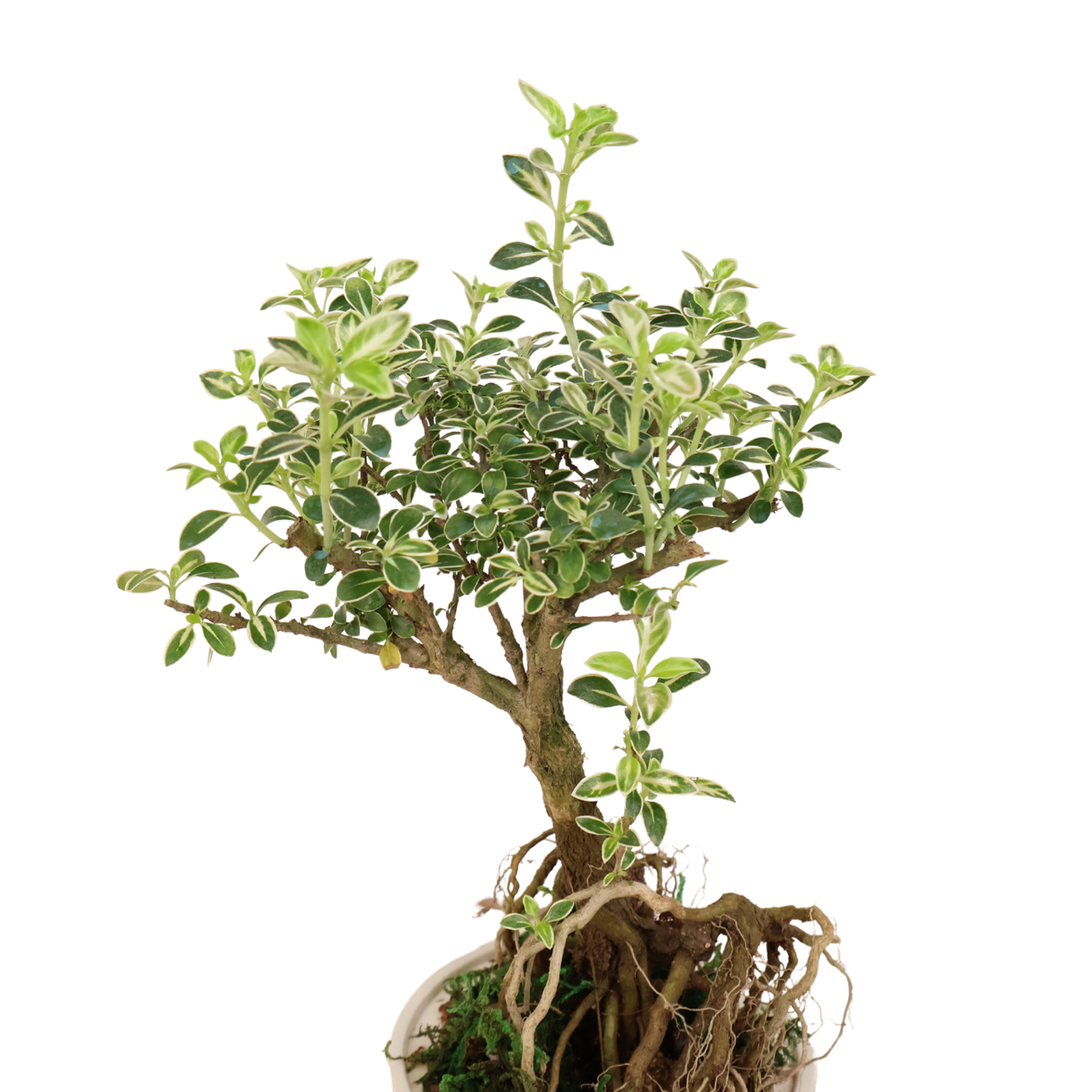 Serrisa Bonsai Hydroponics