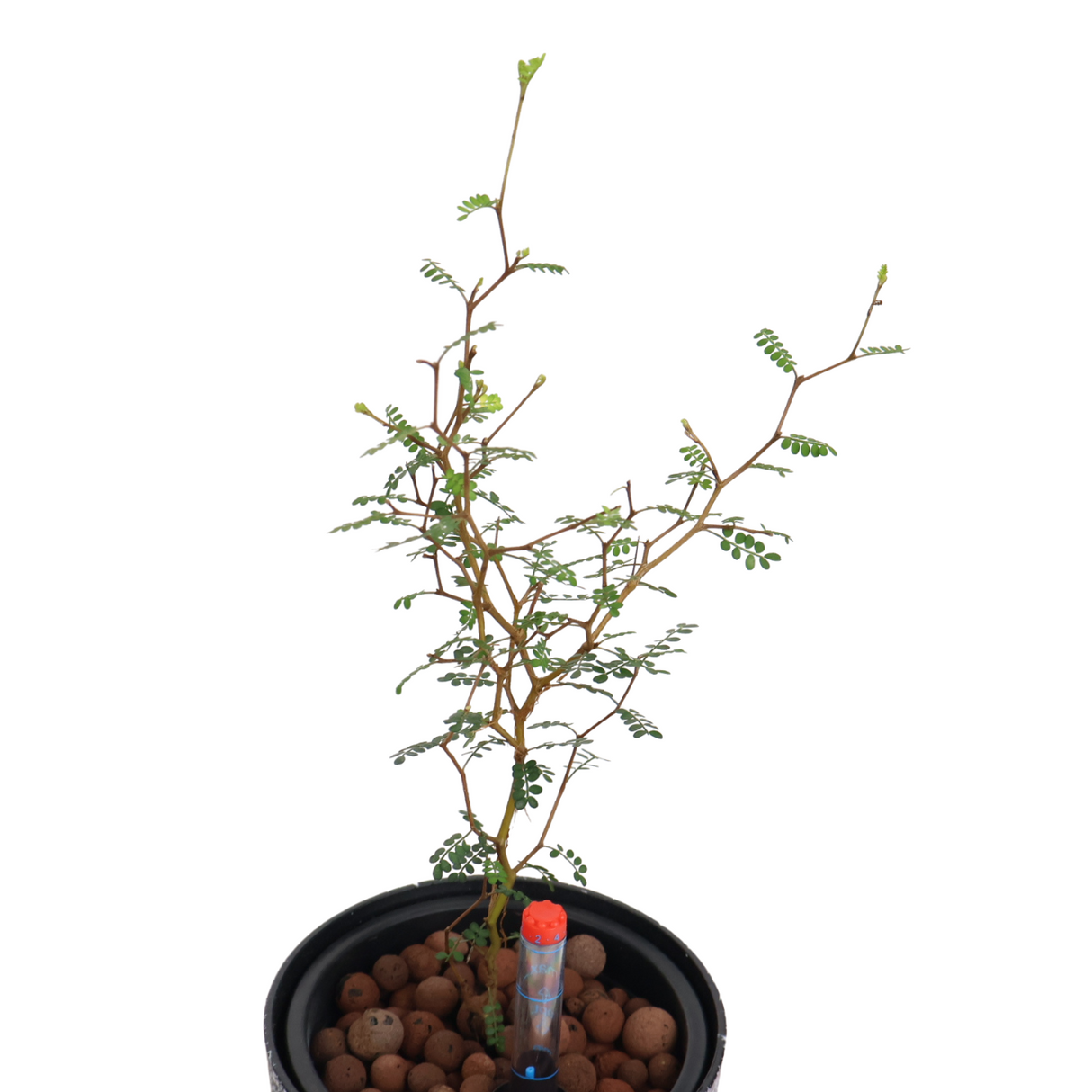 Sophora Prostrata (Little Baby) in Self-Watering Pot