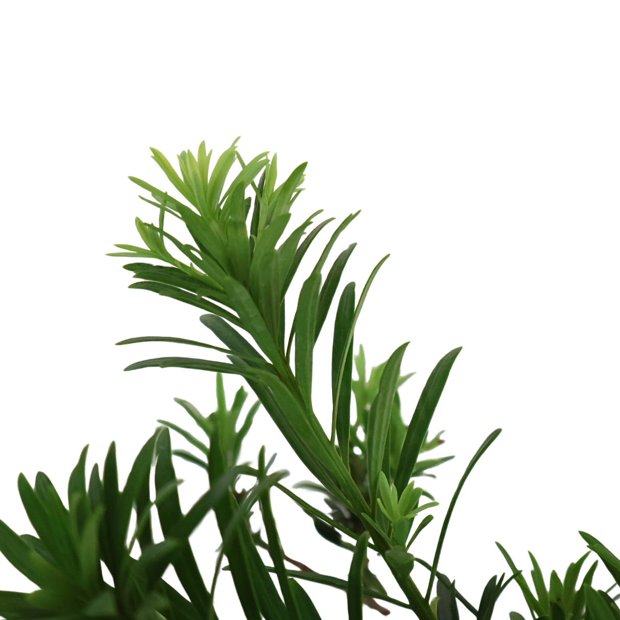 Podocarpus Macrophyllus Bonsai 罗汉松 (Buddhist pine)