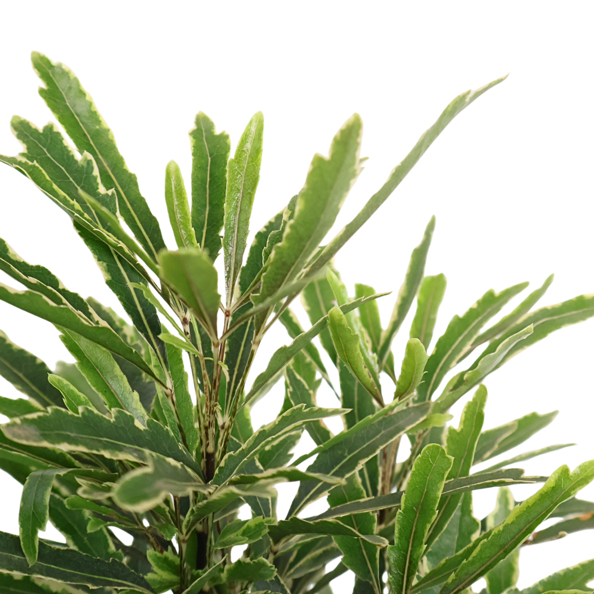 Plerandra Elegantissima 孔雀木 (False aralia)