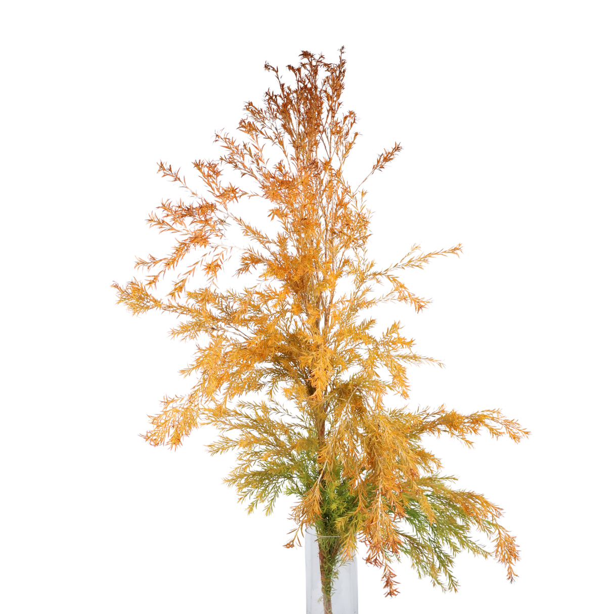 Jin Song Leaf (China)