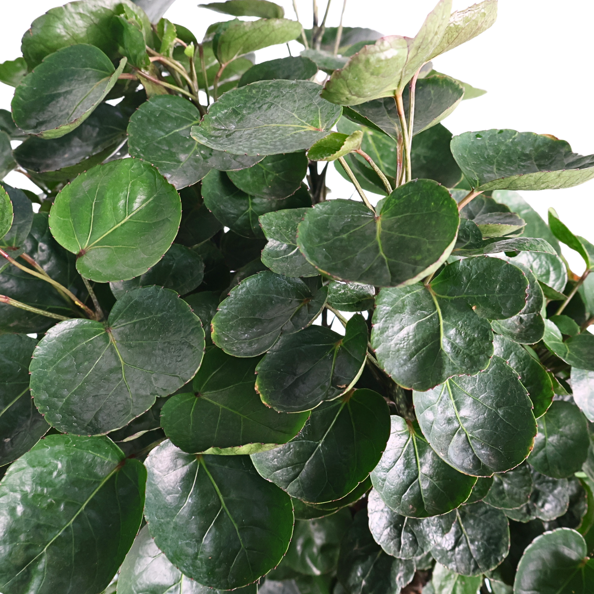 Polyscias (Dinner Plate Aralia)