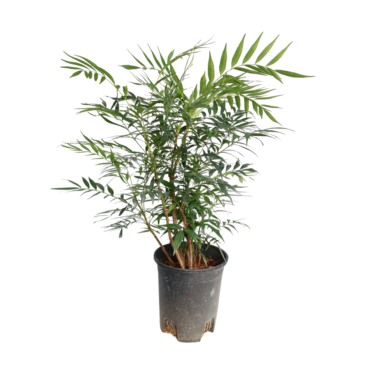 Fortune's Mahonia 十大功劳