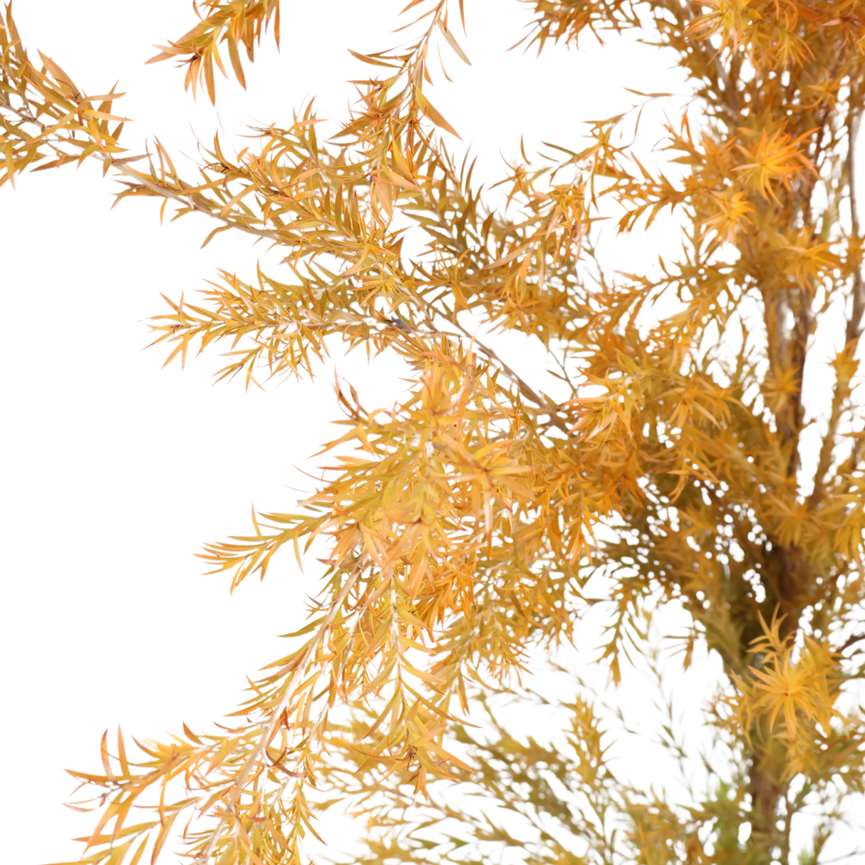 Jin Song Leaf (China)