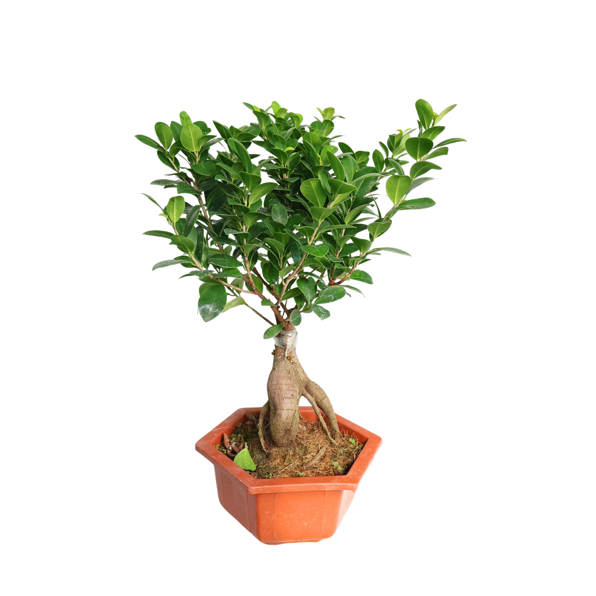 Bonsai Chinese sweet plum in flowerpot.