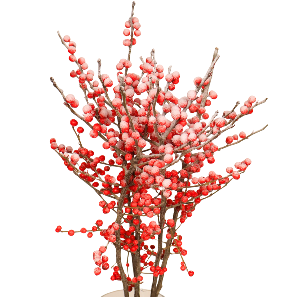 Ilex Verticillata Winterberry (Holland) - Red with Artificial Snow