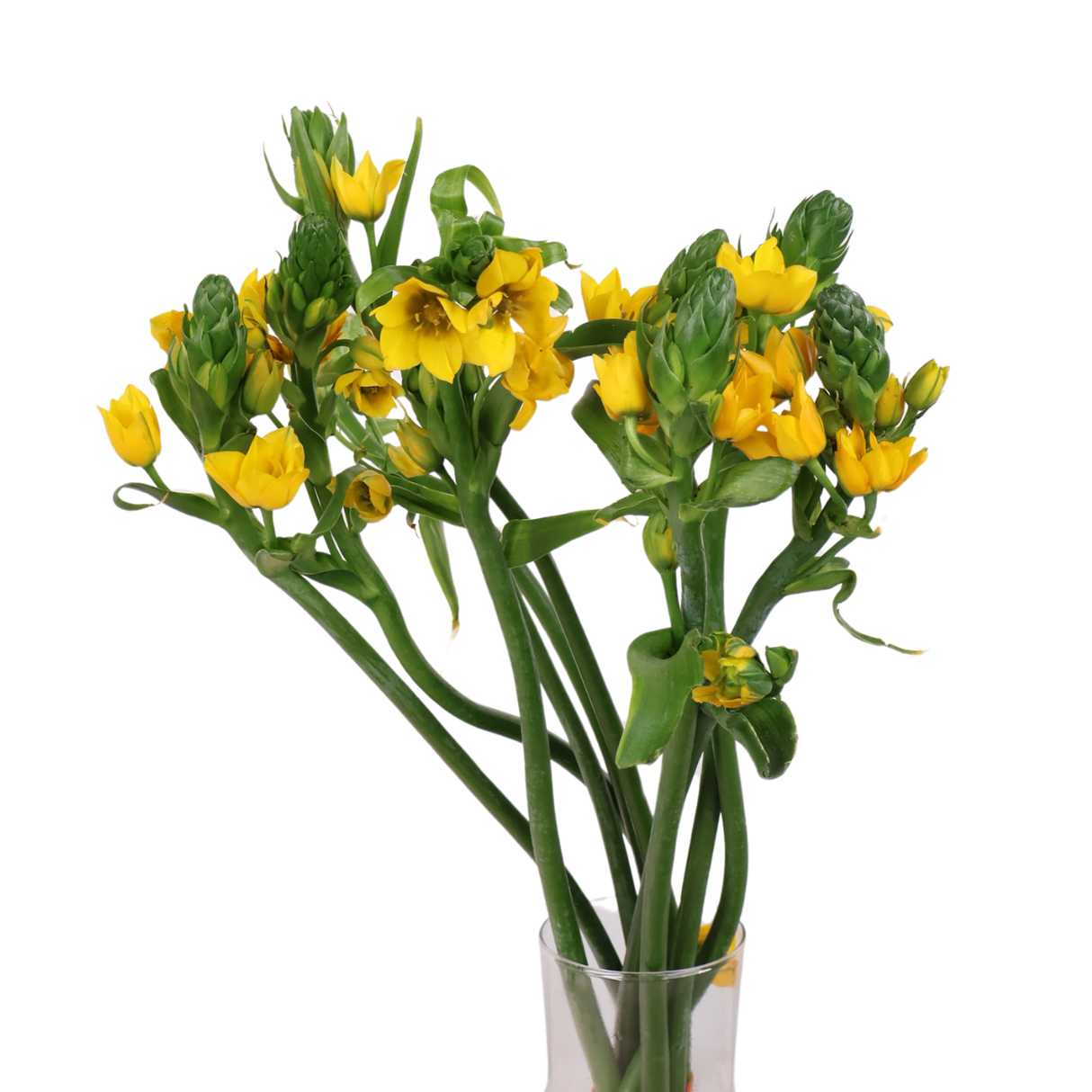 Ormthogalum Dubium (Holland)