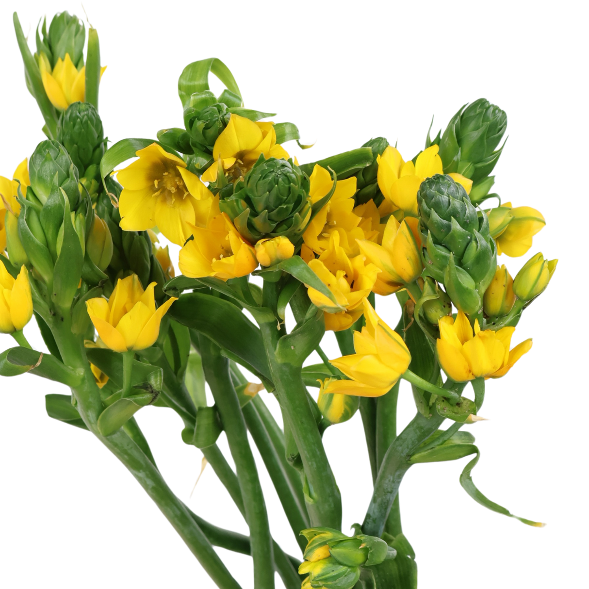 Ormthogalum Dubium (Holland)