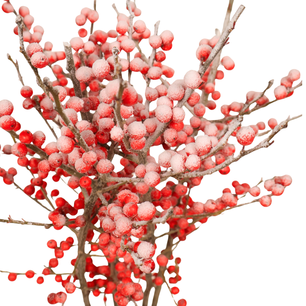 Ilex Verticillata Winterberry (Holland) - Red with Artificial Snow