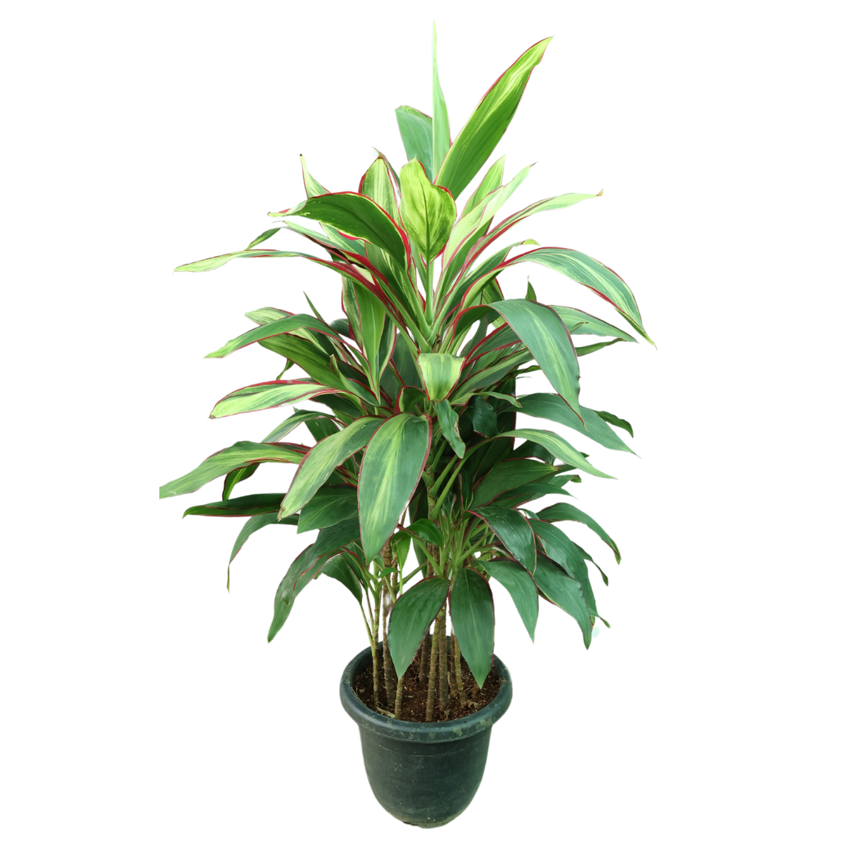 Cordyline Plant