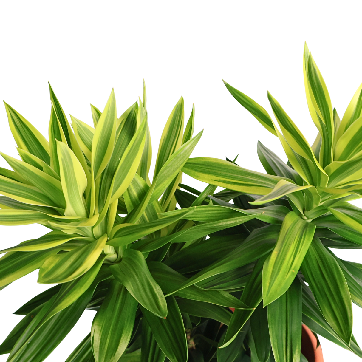 Dracaena Reflexa (Song of Sri Lanka)
