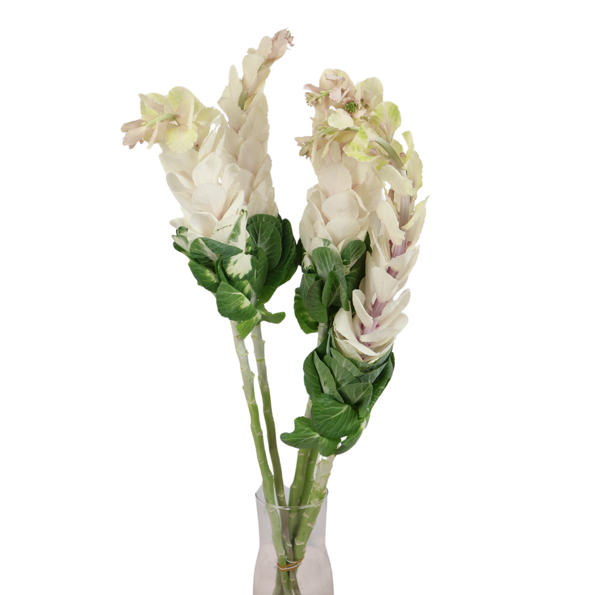 Brassica White (Holland)