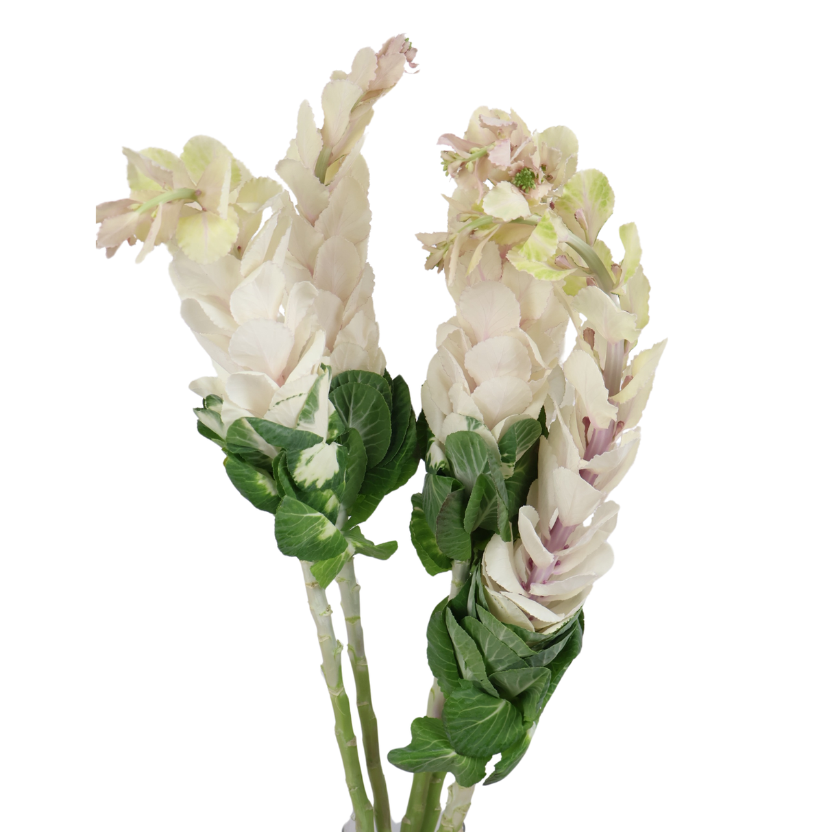 Brassica White (Holland)