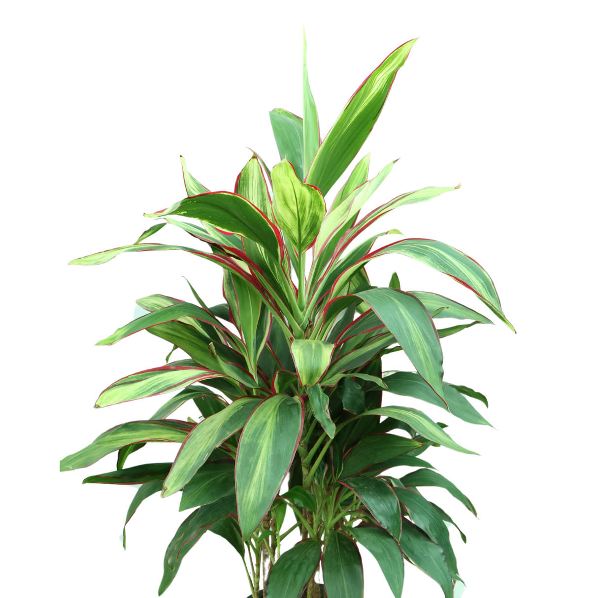 Cordyline Plant