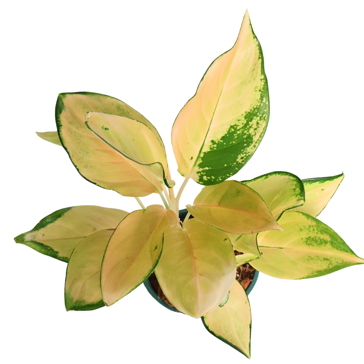 Aglaonema Golden Papaya 金木瓜 (Chinese evergreen)